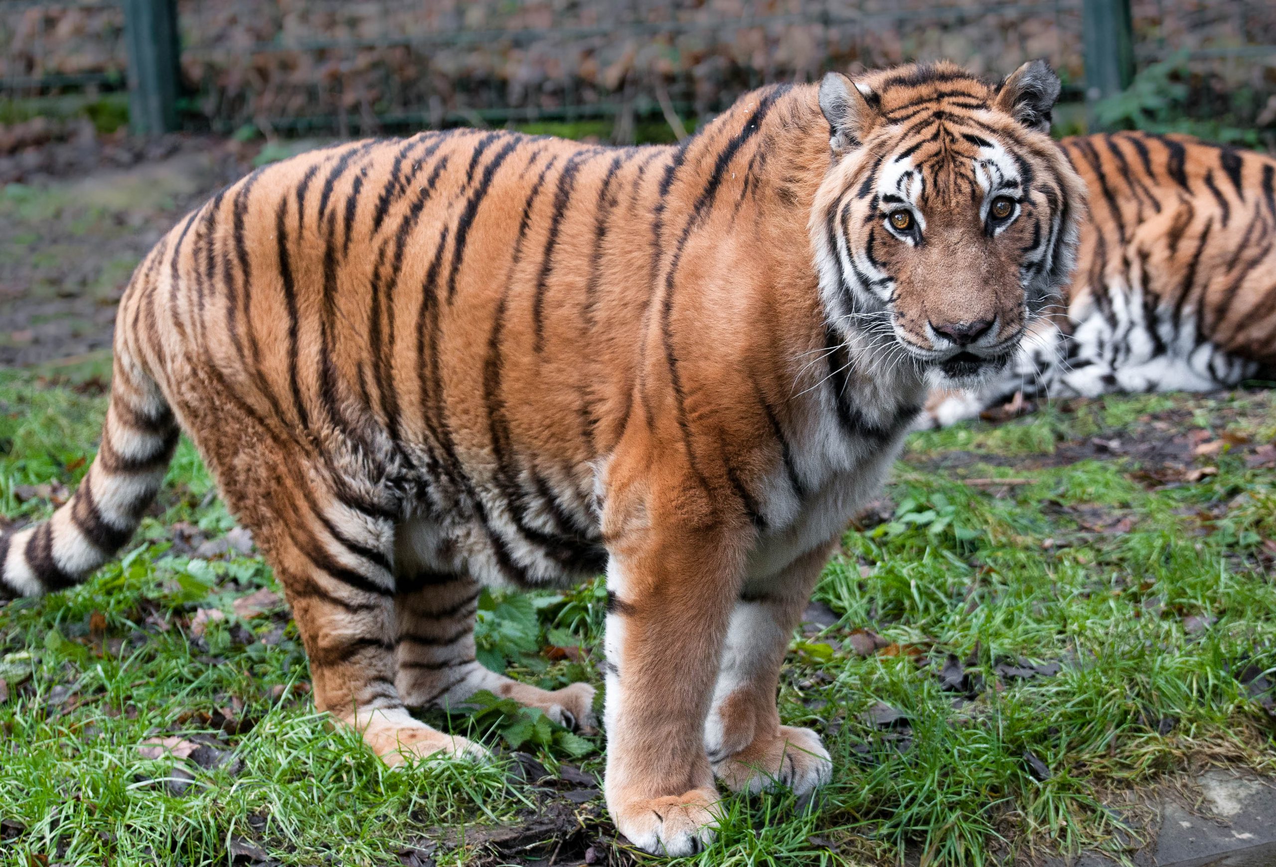 Tierpark Gotha trauert um seinen Tiger Primus